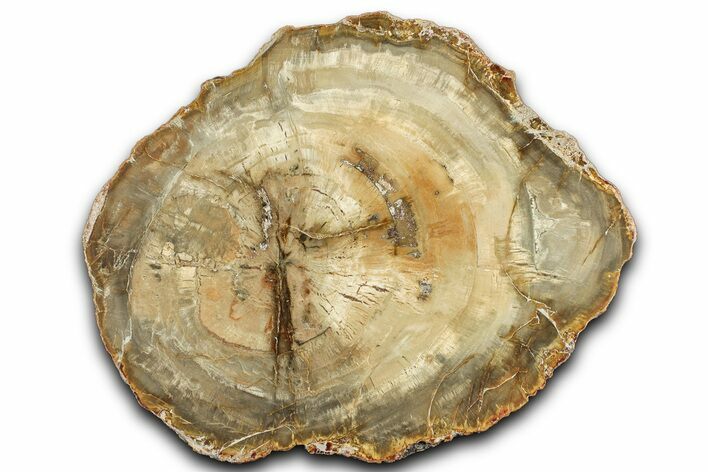 Colorful Petrified Wood (Araucaria) Round - Madagascar #325144